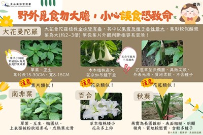 大花曼陀羅(FDA圖卡)